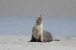 Seal bay conservation park