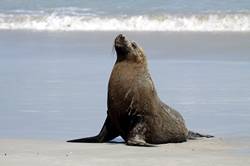 Seal bay conservation park