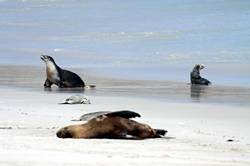 Seal bay conservation park