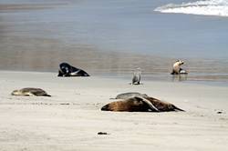 Seal bay conservation park