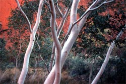 Ghost Gums at Mutijulu