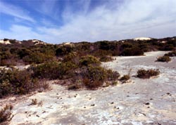 Younghusband Peninsula - The Coorong National Park