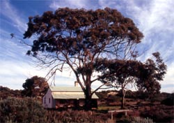 Snake Pit - The Coorong National Park