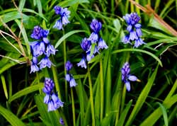 Polperro - Harebells