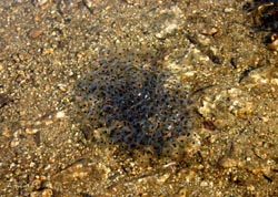 Frogspawn