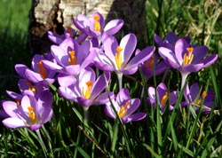 Crocus