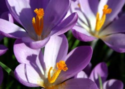 Crocus