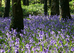 Bluebells - Sandplace woods