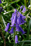 Bluebells - Sandplace woods