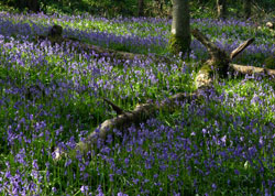 Bluebells - Sandplace woods