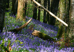 Bluebells - Sandplace woods