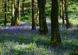 Bluebells - Sandplace woods