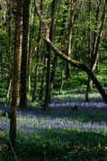 Bluebells - Sandplace woods