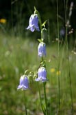 Schmittenhohe - Apline flowers