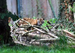 One of the cubs - which one is it?