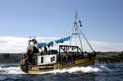 Looe Trawler Race