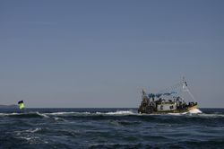 Looe Trawler Race