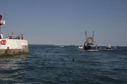 Looe Trawler Race