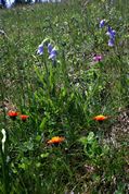 Alpine flowers