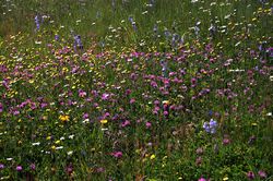 Alpine meadow