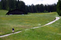 Alpine meadow